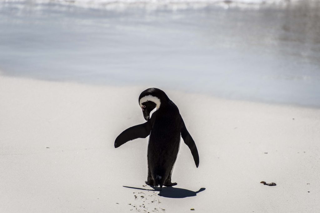 African Penguins at Boulders Beach
