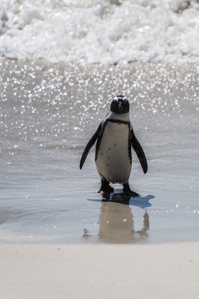 African Penguins at Boulders Beach