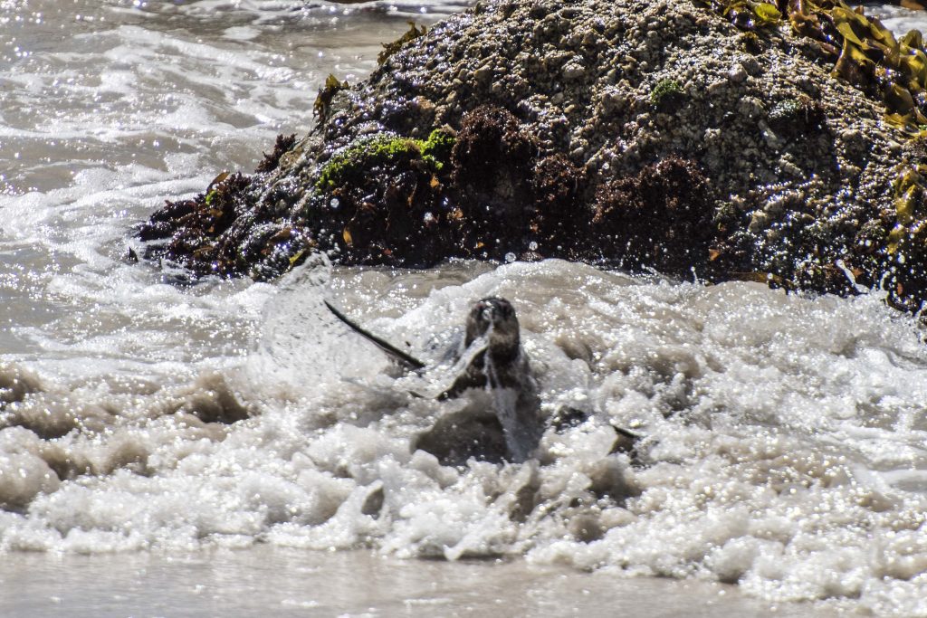 African Penguins at Boulders Beach