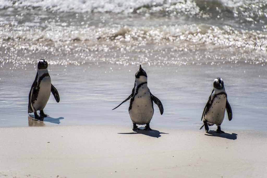 African Penguins at Boulders Beach