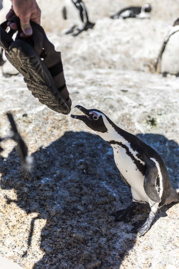 Penguin at Boulders Beach biting shoe