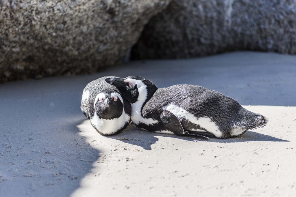 African Penguins at Boulders Beach
