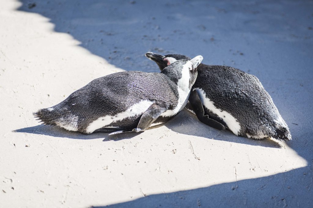 African Penguins at Boulders Beach