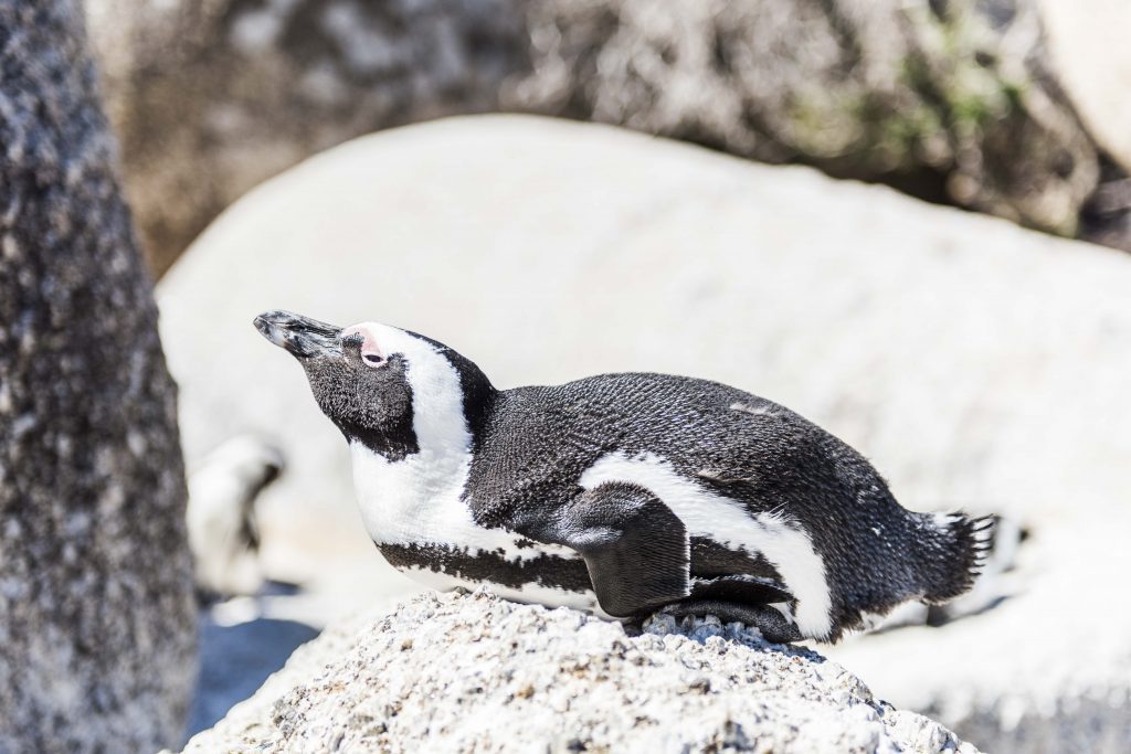 African Penguins at Boulders Beach