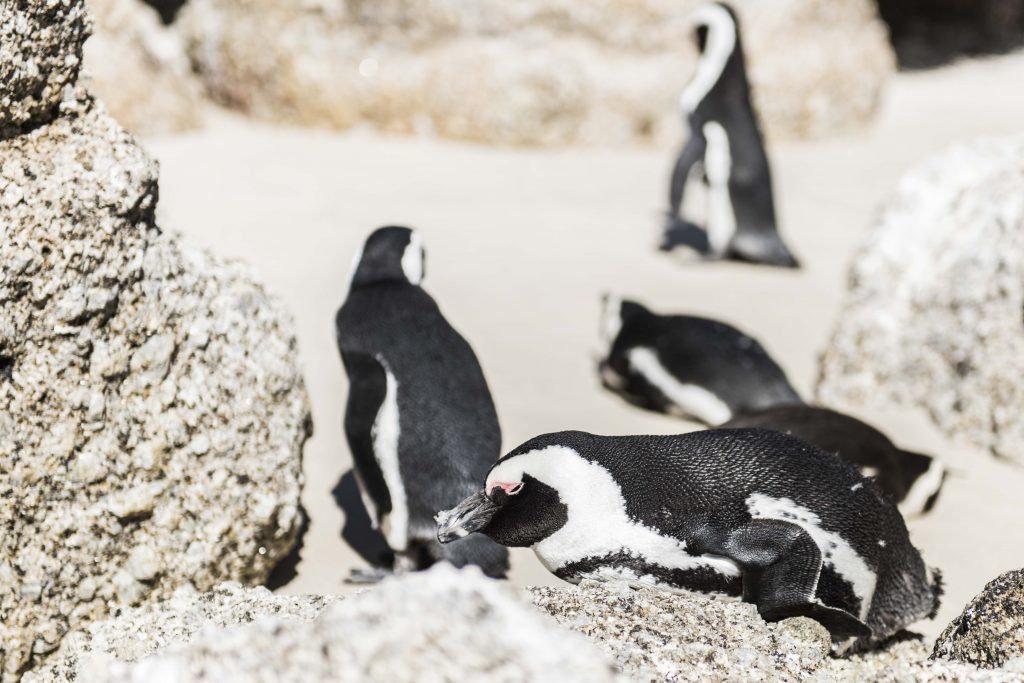 African Penguins at Boulders Beach