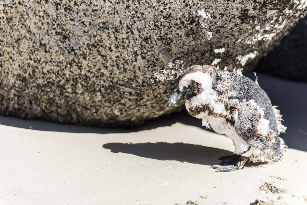 African Penguins at Boulders Beach
