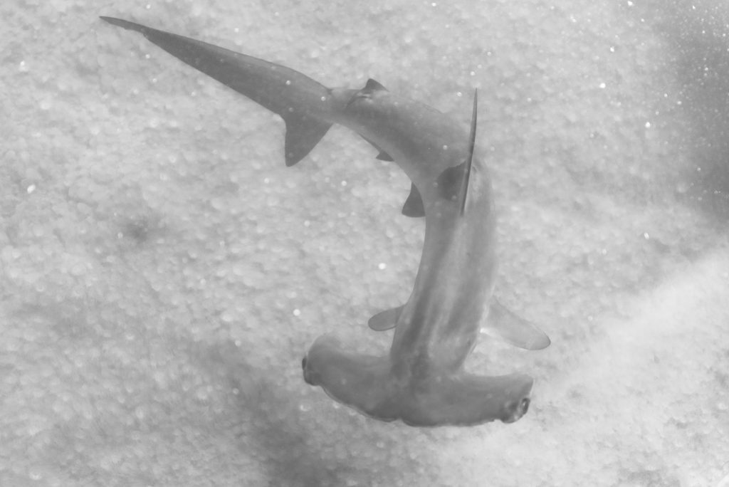 Scalloped hammerhead shark, the canal side, Durban