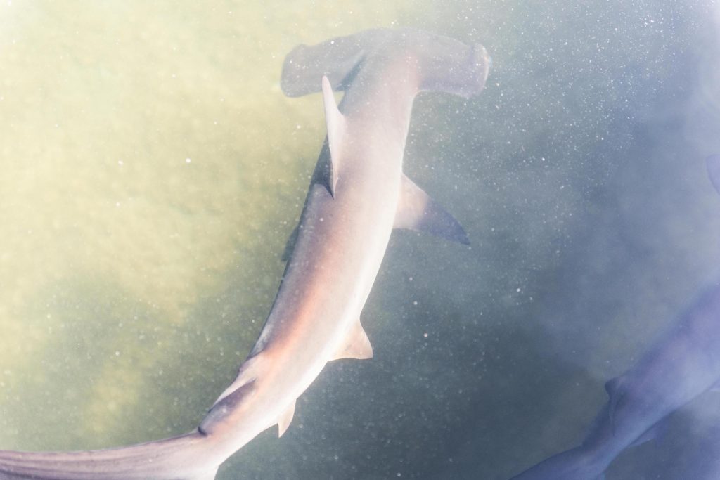 Scalloped hammerhead shark, the canal side, Durban
